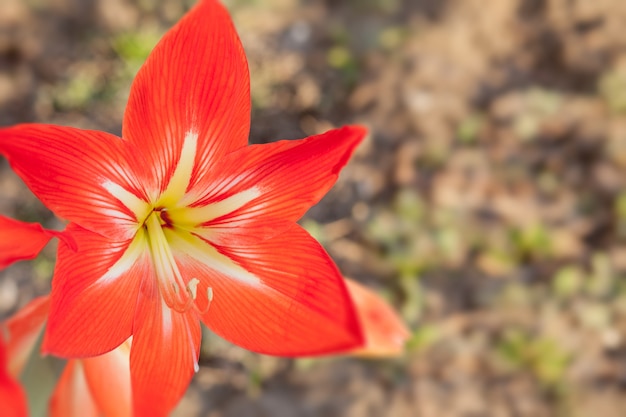 Garden red lily flower on a sunny day