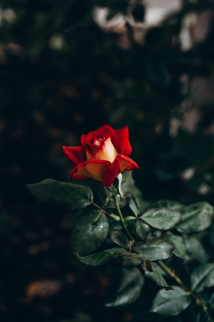 garden red rose flower with water drops on green background. Amazing red rose