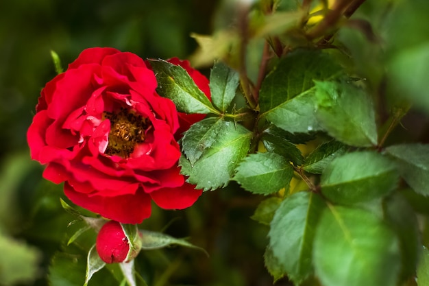 美しい芽の外の都市の農場または家の近くの花畑の庭の赤いバラ