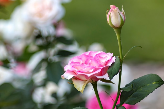 Garden rose bush. Pink blossom flower closeup.