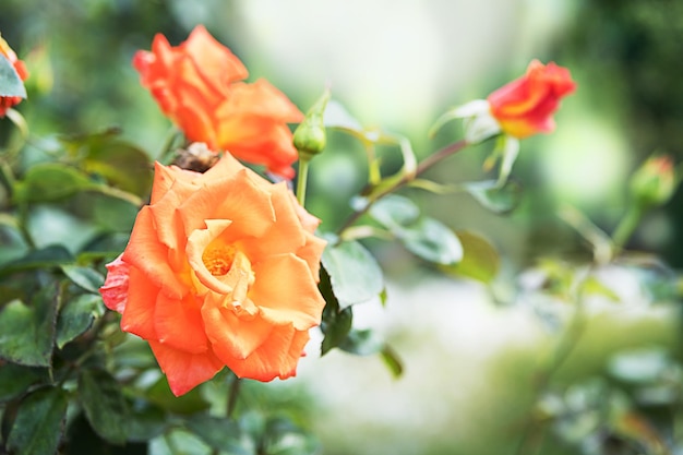 ぼやけた背景に庭のバラの花