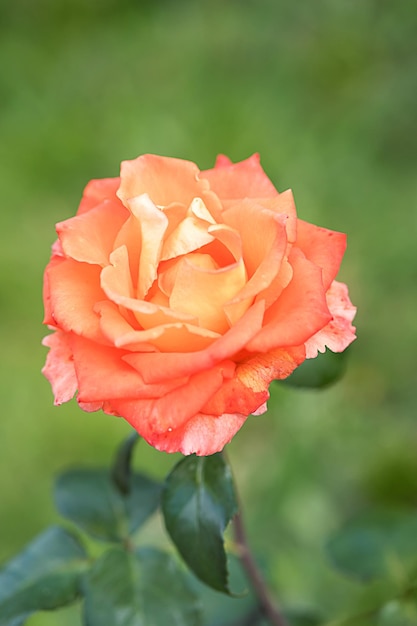 Garden rose flower on blurry background