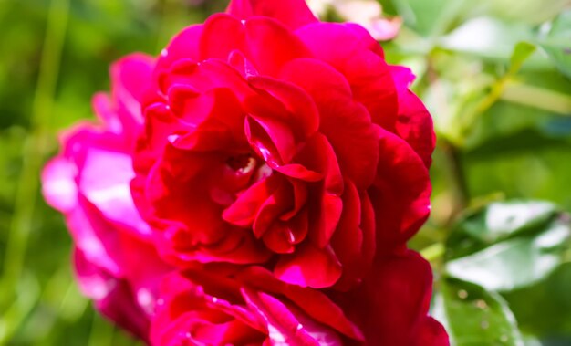 Garden roses background Beautiful flowers in bright sunlight