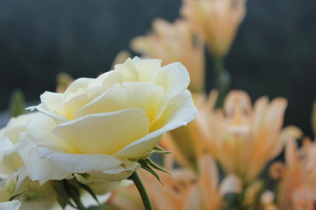 Foto rose da giardino