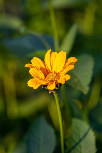 Garden rough oxeye flower with yellow petals in summertime, close-up photo