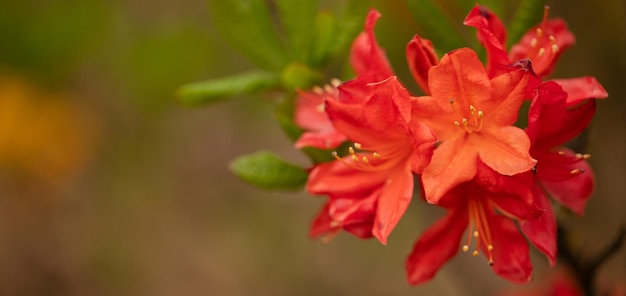 Garden's Gem Blooming Red Azalea Flower Captivates the Backyard