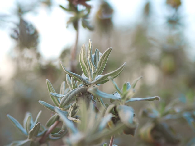 Garden sage.