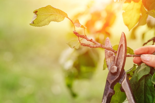 Le forbici da giardino hanno tagliato il giardino, primo piano delle forbici, copiano lo spazio