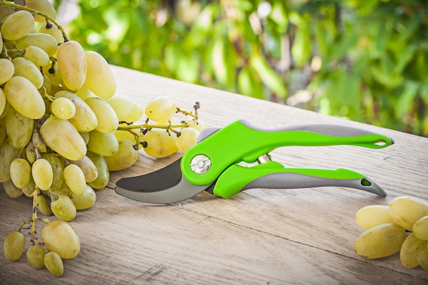 Garden secateurs and green grape on table