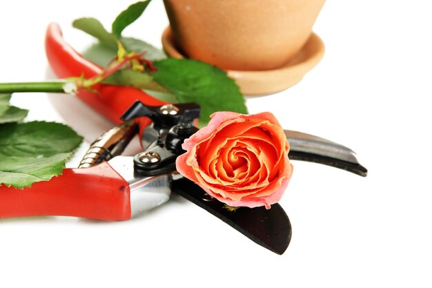 Garden secateurs and rose isolated on white