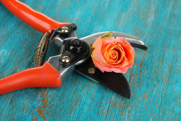 Garden secateurs and rose on wooden table closeup