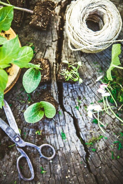 Garden seedlings on wood