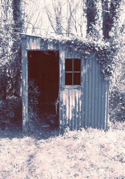 Photo garden shed overgrown with creeper