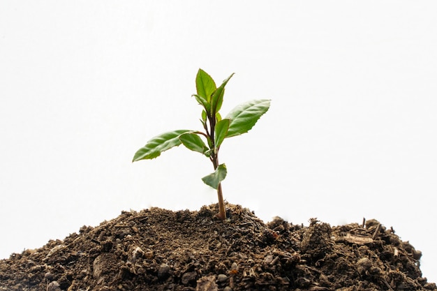 Garden shovel on white background with young plant