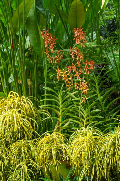 garden in singapore