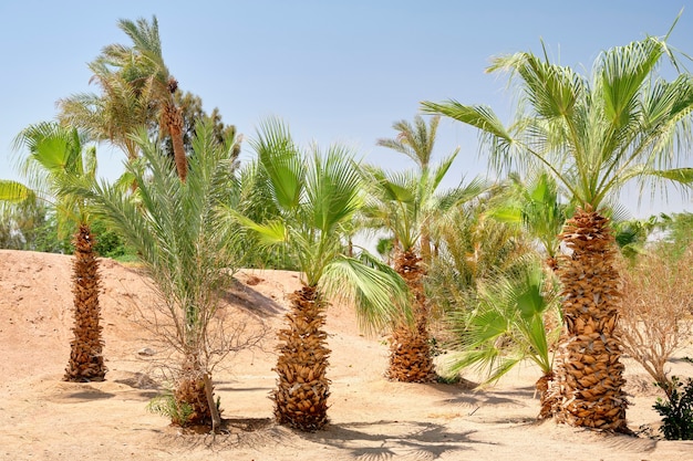 A garden of small palm trees against the blue sky.