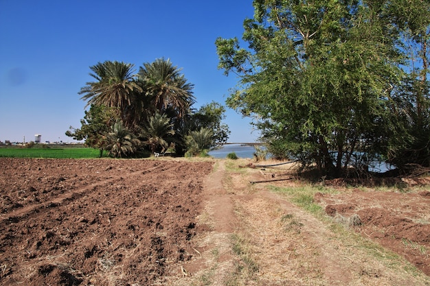 The garden in the small village on Nile river close Khartoum in Sudan