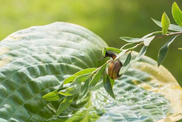 Garden snail crawling on a branch hanging over leaf Hosta fortunei Marginato-alba