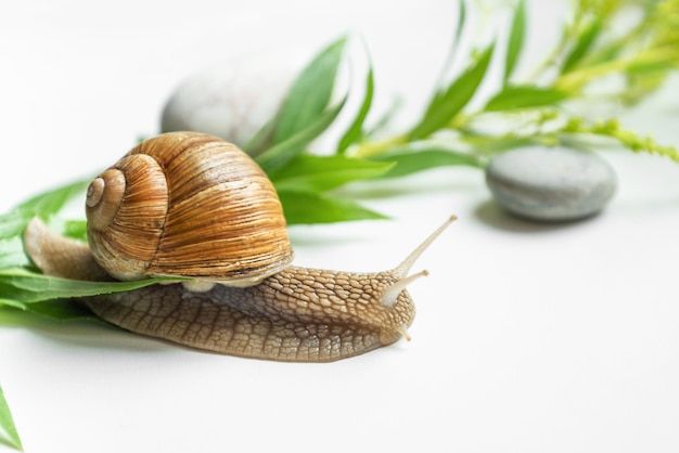 Garden snail crawling slowly among green plant leaves in garden