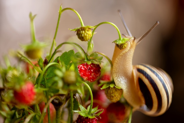 Garden snail crawls on a sprig of wild strawberries
