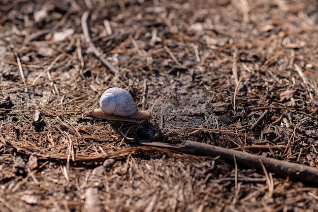 A garden snail creeps on soft forest soil. Helix pomatia, common names the Roman snail, Burgundy snail, edible snail or escargot. Soft selective focus.