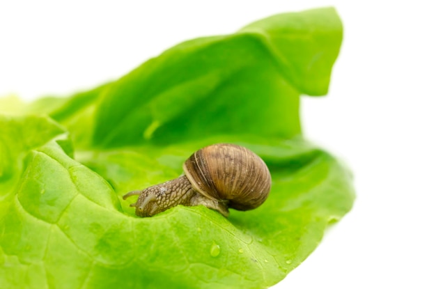 Garden snail eating lettuce