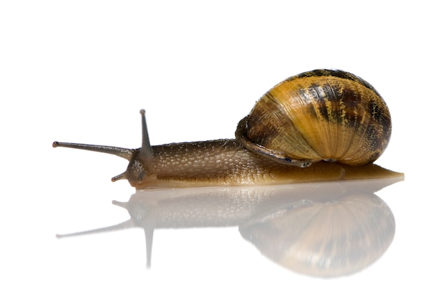 Garden snail in front of a white background