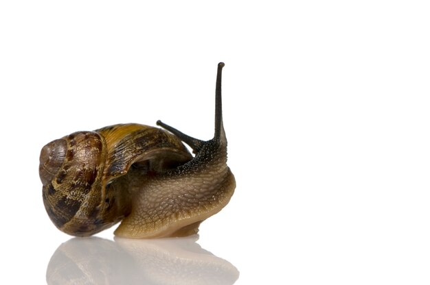 Photo garden snail in front of a white background