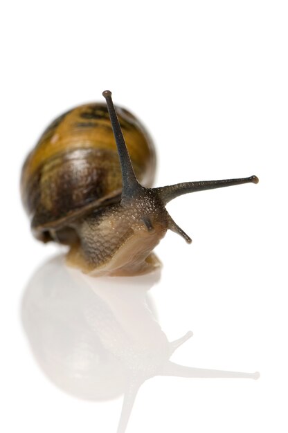 Garden snail in front of a white background