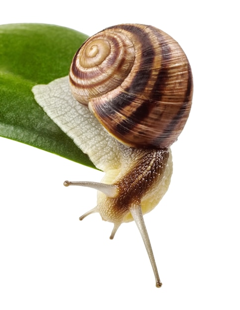 Garden snail on green leaf isolated white background