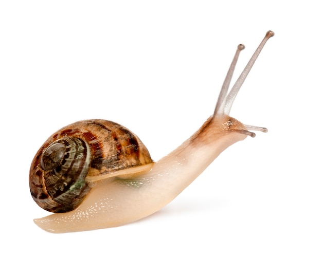 Garden Snail, Helix aspersa, in front of white background