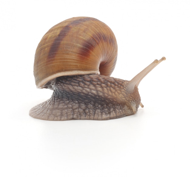 Garden snail isolated