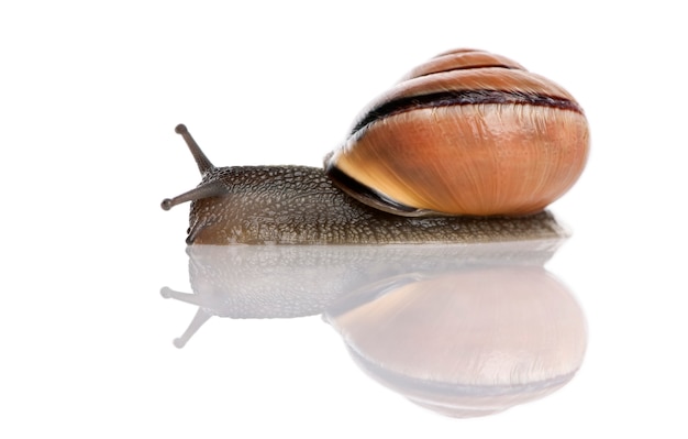 Garden snail isolated