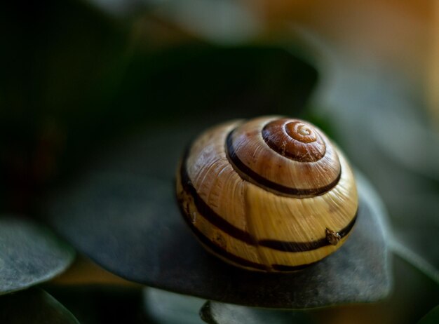 garden snail, macro photography of a garden snail, a shell on a green leaf