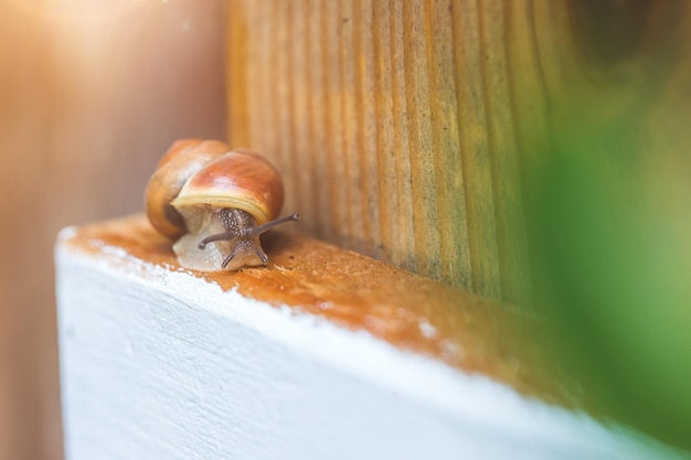 Garden snail in the own garden close up