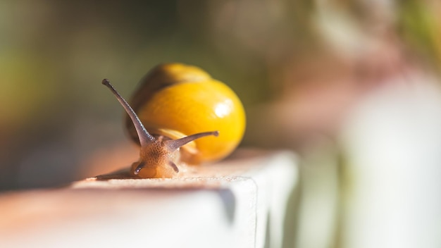 Garden snail in the own garden close up