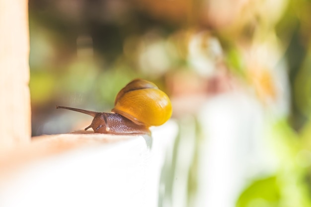 Garden snail in the own garden close up