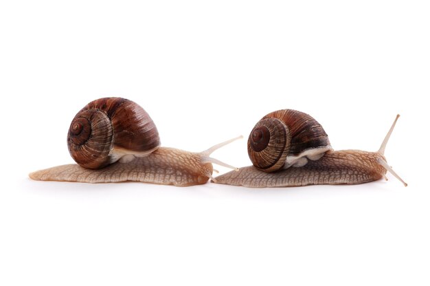 Garden snail on a white background