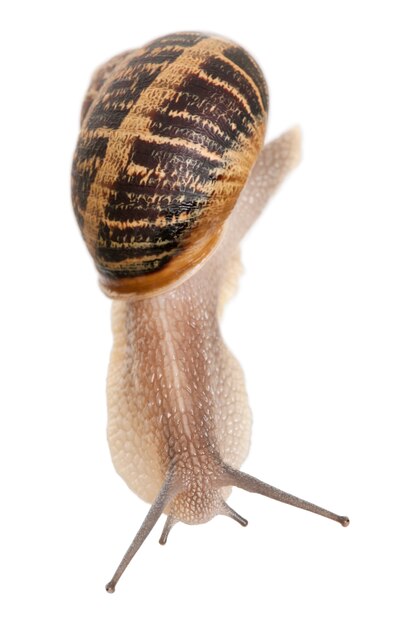 Garden Snail on white isolated