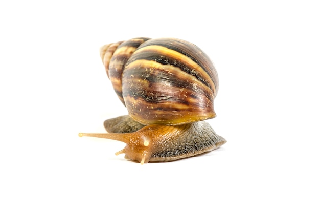 Garden snail with clipping path