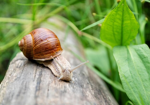 Garden snail with cute antennae crawling on wooden log among green grass