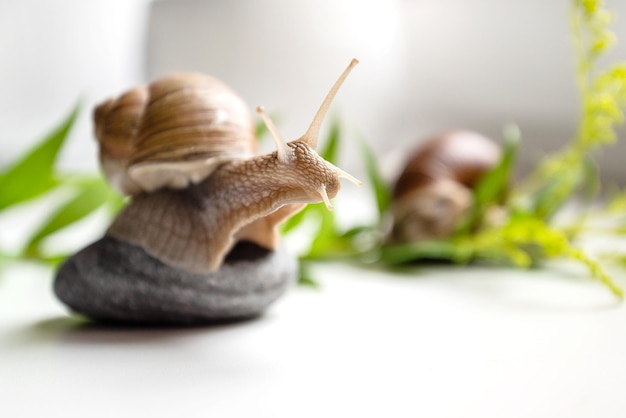 Garden snail with cute horns on head sits on round pebble in garden