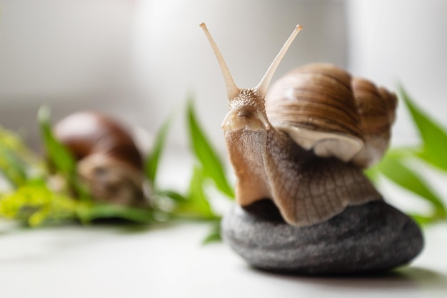 Garden snail with cute horns on head sits on round pebble in garden