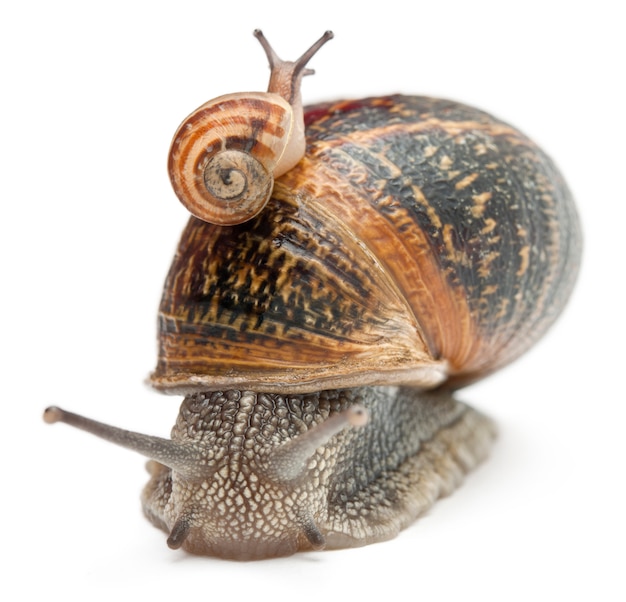 Garden snail with its babies on its shell