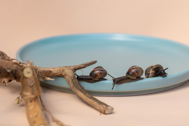 Garden snails crawling on blue plate on beige