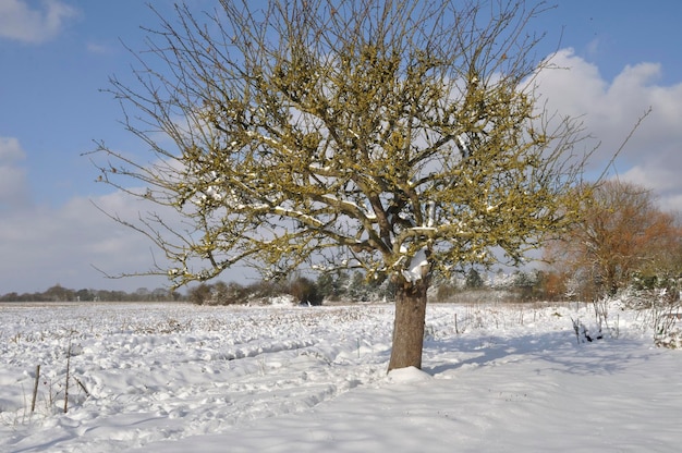 Garden under the snow in Brittany