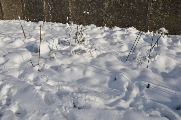 Garden under the snow in Brittany