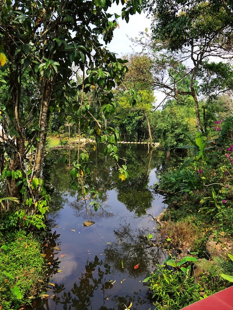 The garden in south Laos