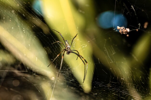 garden spider in a web that is on a tree in macro photography