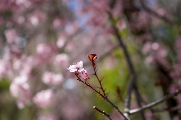 庭の春、美しいピンクの花びらを持つ桜の詳細。